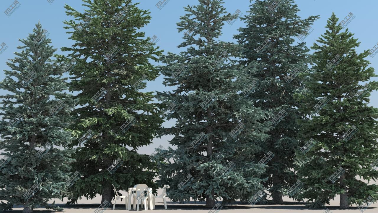 images/goods_img/202104092/5-5 Abies Pinsapo/4.jpg